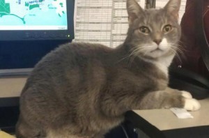 CC_police_department_cat