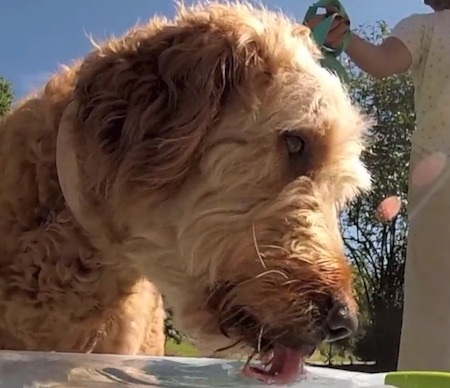dog-lick