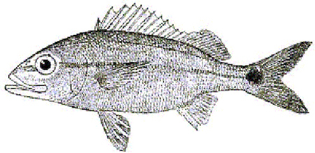 haemulon