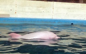 Another rare albino dolphin previously caught in Taiji