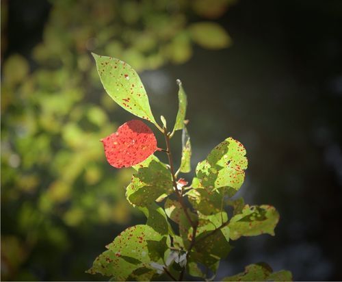 Harbinger-small