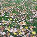 Carpet of leaves