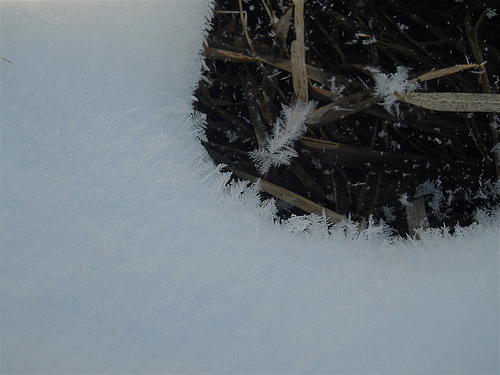 the feathers of snow