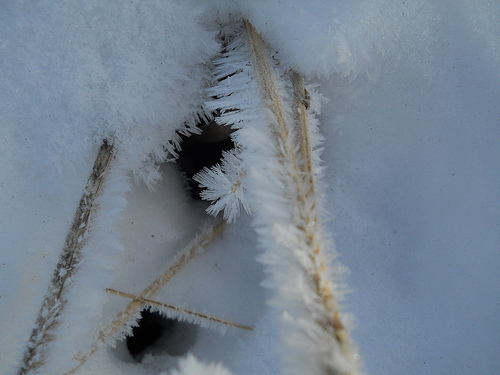 fletched with hoarfrost