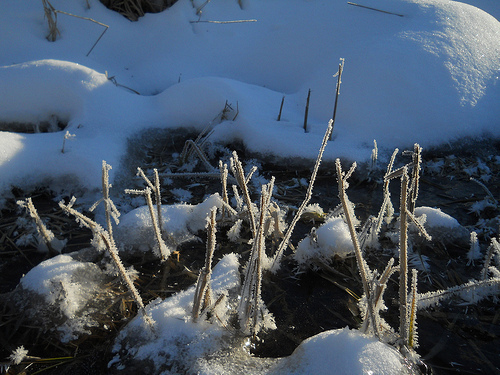 strange trees