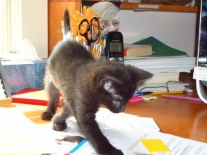 Shadow, age 2 months, helping me write