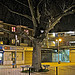 Shops and a tree on Evelyn Street