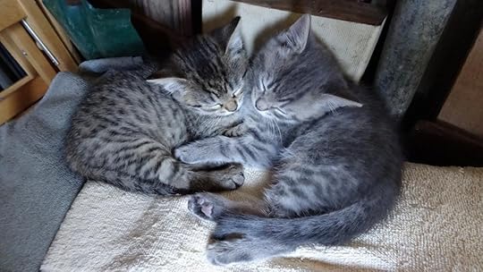  photo KittensQueanbeyan25thNovember2014_zps317a1555.jpg