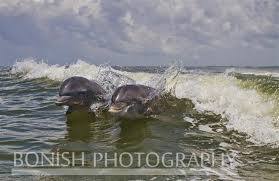  photo shade2_zps0dbbf202.jpg