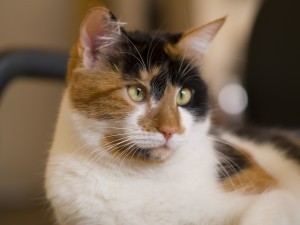 feline_injection_site_sarcomas