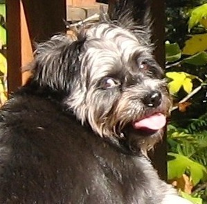 my dog, a terrier mix, sticking his tongue out
