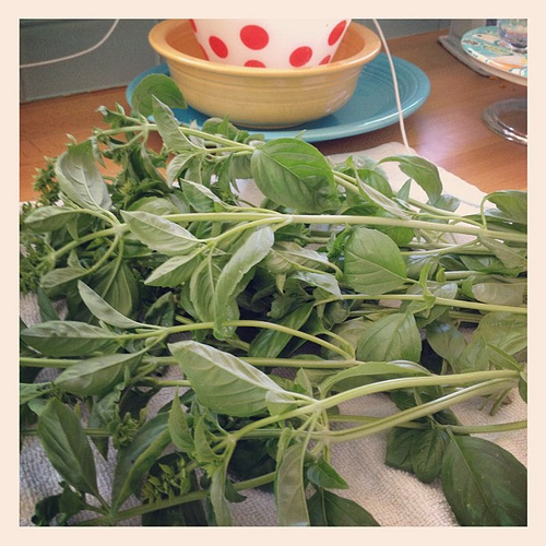 Basil leaves from the front yard veggie and herb garden!