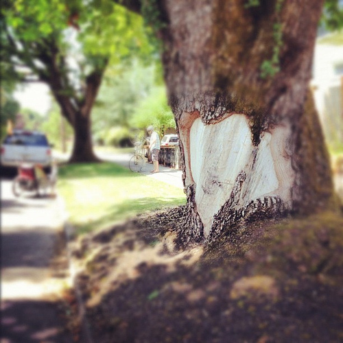 On family bike ride today and rode past this awesome huge tree heart. Had to stop and capture it. AMAZING!