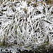 Frosted grass