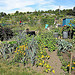 Stuart Road Allotments