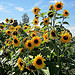 Sunflowers