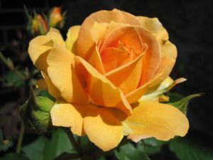 Yellow rose