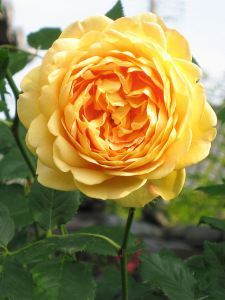Rose - Golden Celebration