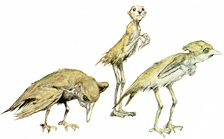Bird fairies by Alan Lee