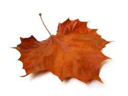 autumn leaf