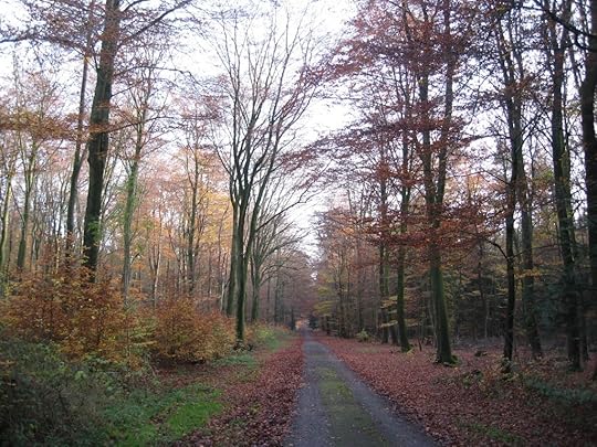 Woodland path