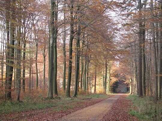 Woodland path