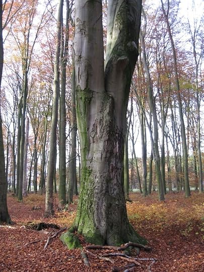 Westermark tree