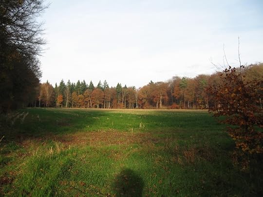 Westermark field