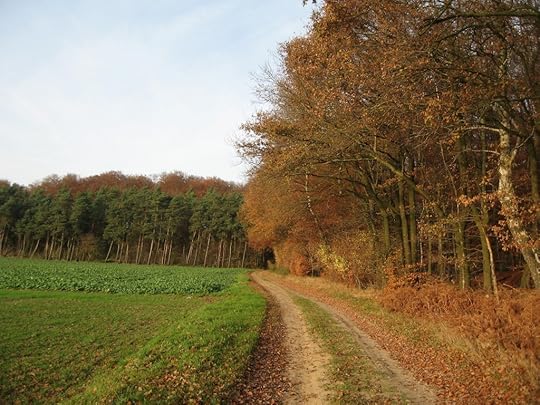 Westermark edge of the woods
