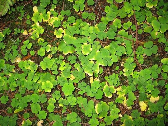 Westermark clovers