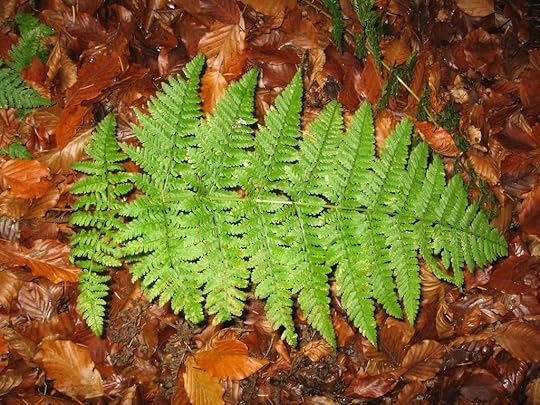 Westermark fern