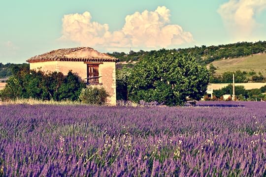 Provence wildflowers