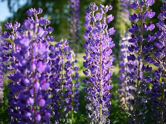 Lupins