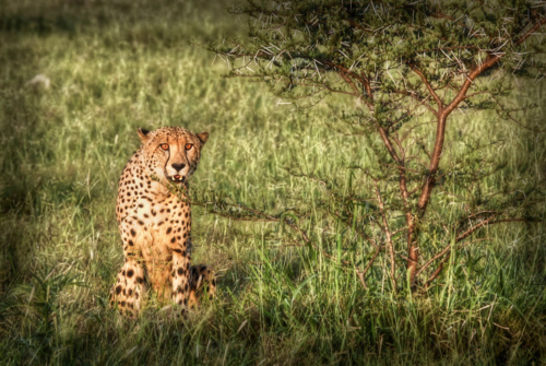 CheetahHDR