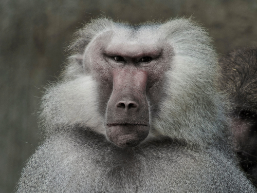 BaboonHDR