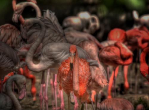 FlamingoesHDR
