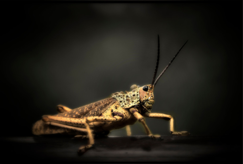 GrasshopperHDR