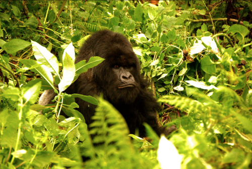 GorillaHDR
