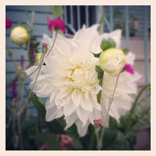 Front yard dahlia. Love.