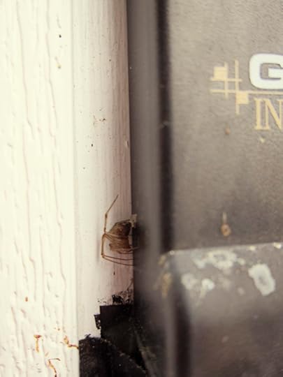 resized spider on box