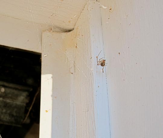 spider in web