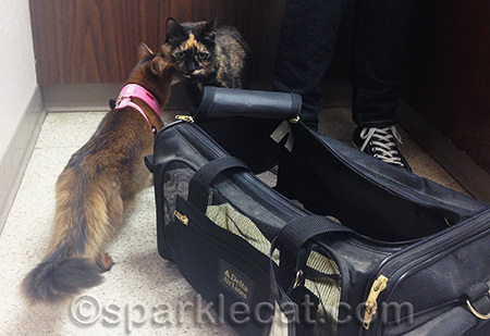 My human says I will have to be this way with humans I don't know too