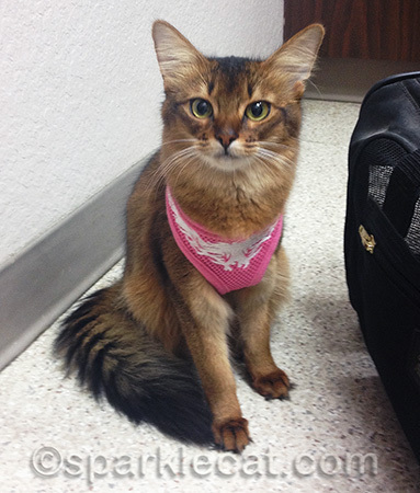 Can I help it if I am impossibly cute?