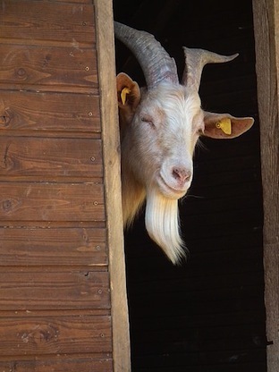 Portrait of a goat