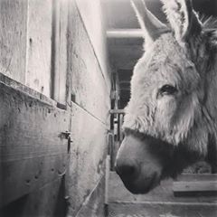 Riverdale Farm Toronto's photo.