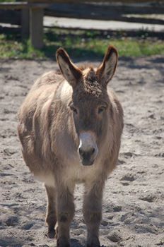 Riverdale Farm Toronto's photo.