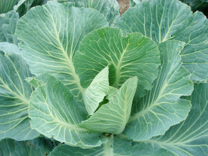 Cabbage , Cabbage 