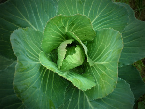 Cabbage , Cabbage 