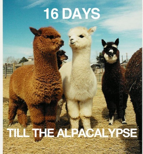 Picture of alpacas reads