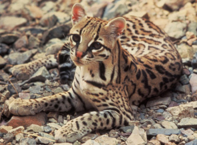 An ocelot's protective coloration